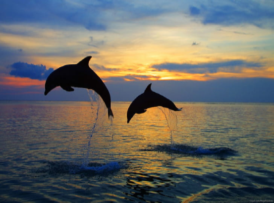 Orange Beach Sunset Cruises