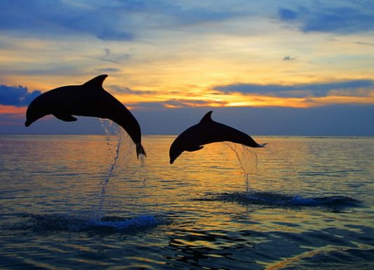 dolphin-sunset